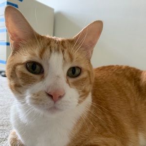 Meet your Posher, Giuli